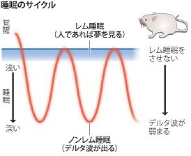 浅い眠り:記憶を促進 脳科学の謎、一端が明らかに 筑波大チーム、マウスで確認