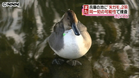 また「矢ガモ」2羽、同一犯か 兵庫・伊丹(兵庫県)