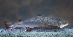 遺伝子組み換えサケ食用に - 米FDAが承認