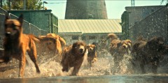 タレント犬は保護施設出身が多い…ハリウッドのドッグトレーナーが明かす仕事とやりがい