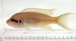 魚も顔で相手見分ける - 微妙な違いから、大阪市大