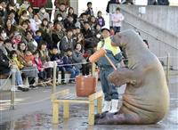 セイウチが新年の準備? 八景島シーパラダイス、500キロの巨体で「餅つき」