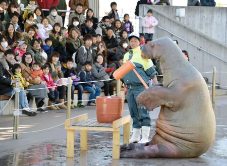 餅つくセイウチ アシカが書初め…八景島シーパラダイス