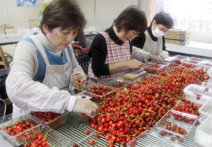 山形でサクランボ初出荷 促成栽培の「佐藤錦」