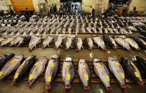 築地市場で最後の初競り マグロ最高値は1400万円
