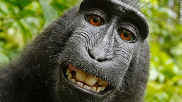 サルの「自撮り写真」に著作権を認めず 米裁判所