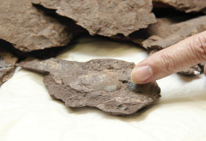 恐竜か鳥類か…卵の化石4個、完全な形で発見 2016年01月08日 22時30分