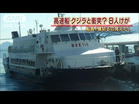 高速船が海洋生物?と衝突、8人けが 釜山発博多行き
