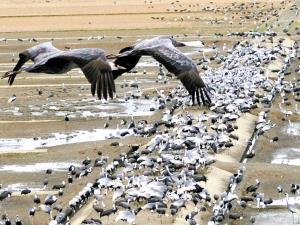ツル最多、1万7005羽…鹿児島・出水市 2016年01月11日 15時23分