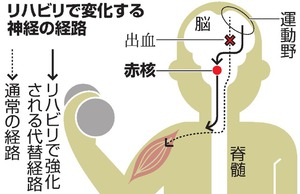脳出血のまひ、回復メカニズム判明 生理学研と名古屋市立大