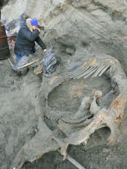 ４万5000年前にマンモス狩猟？ 北極圏に人類進出か