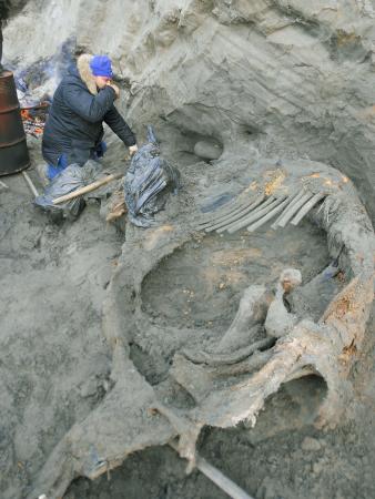 人類、通説の１万年前に北極へ？ ４万５千年前マンモス骨に狩猟痕