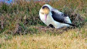 移住のアホウドリ、初の子育てを確認 小笠原・聟島