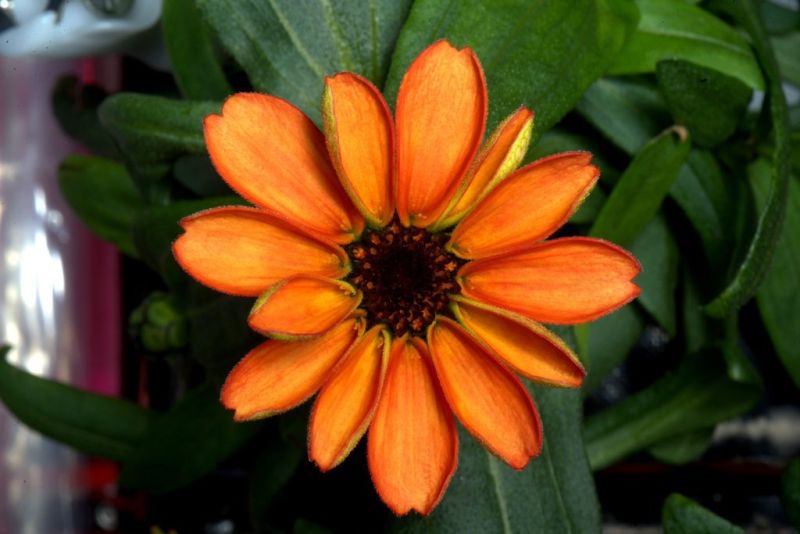 宇宙に一つだけの花 国際宇宙ステーションでヒャクニチソウ開花