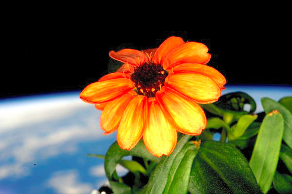 「宇宙に一つだけの花」 ISSで百日草が開花