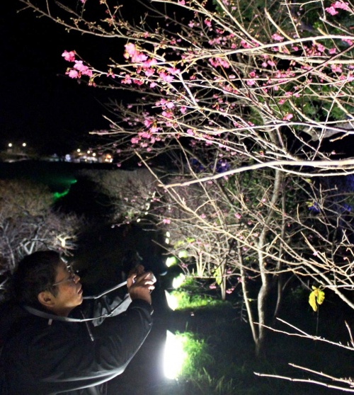 桜まつり:本部、今帰仁で日本一早く開幕 寒空彩るサクラ色 /沖縄