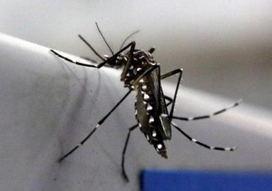【ジカ熱】先入観を捨て、感染源を封じ込める対策がますます重要だ