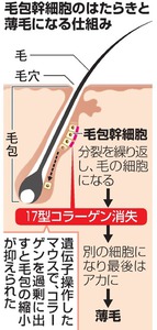 薄毛防止、コラーゲンがカギ? 東京医科歯科大グループ