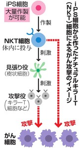 がん攻撃促す細胞、iPSから作製 京大グループが成功