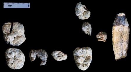 エチオピアで発見の歯の化石 800万年前と判明