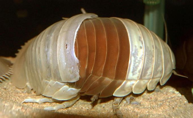 脱皮した！ 鳥羽水族館初めて確認