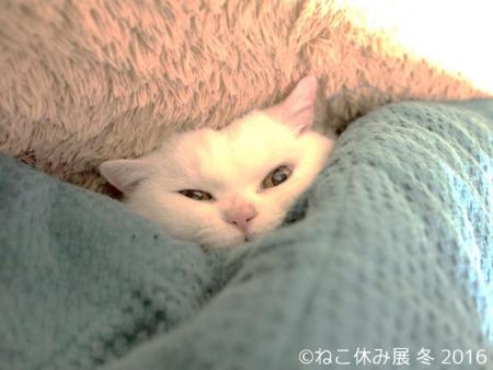 “ネコノミクス”がメディアを席巻 空前の猫ブーム到来のワケとは?