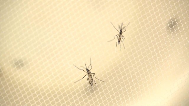 ジカ熱、性的接触での二次感染疑い例が１４件…米国