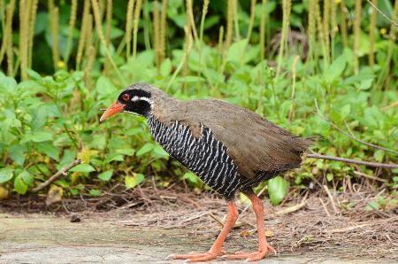 沖縄北部、国立公園に=ヤンバルクイナ保護-環境省