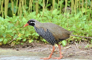 やんばるを国立公園に 世界遺産登録へ前進