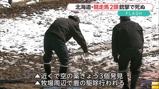競走馬２頭、撃たれ死ぬ 北海道の牧場