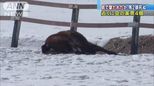サラブレッド撃たれる…北海道・新冠「競優牧場」２頭死ぬ