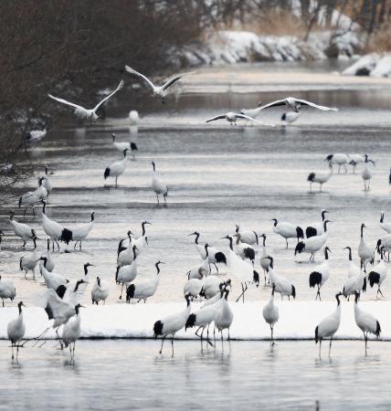 タンチョウ、過去最多を更新 北海道で1320羽