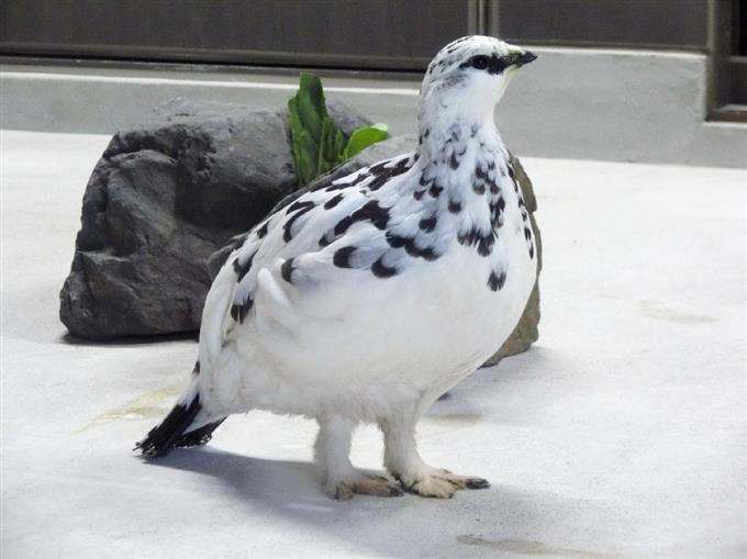 ライチョウ卵、今年も採集 6月に乗鞍岳で