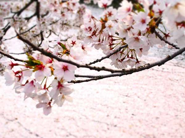 サクラ開花、東京がトップの21日予想 大阪は月末ごろ