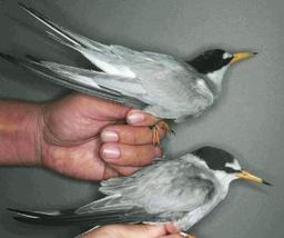北米の海鳥、日本国内で初確認 茨城まで8900キロ渡る