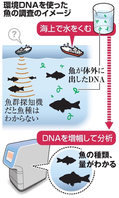 神戸大など、海水から魚群割り出し ＤＮＡ量を解析