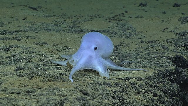 深海に「おばけのキャスパー」？ 新種のタコ発見