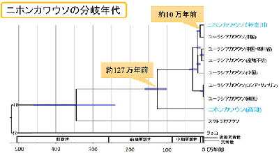 ニホンカワウソは「日本固有種」 東農大などDNA分析