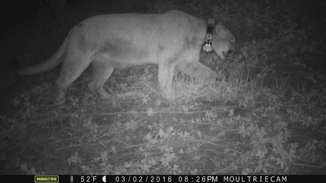 動物園に有名ピューマ侵入、飼育のコアラを捕食か LA
