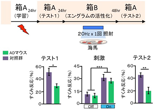 アルツハイマー病で記憶は失われていない可能性