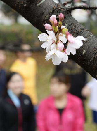 福岡でサクラ開花 今季全国で最も早く