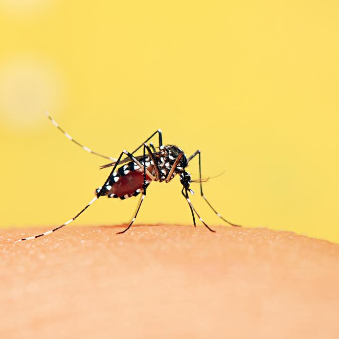 一家に一人はデング患者!?バリ島のデング熱事情