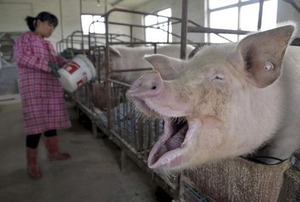 アングル:中国の養豚家が大量廃業、主要輸出国に好機到来か