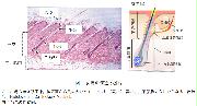 マウスiPS細胞から皮膚器官系の再生に成功 ~難治性皮膚、脱毛疾患への応用に期待 -- 北里大学
