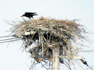 コウノトリ卵?カラスが盗んだ…徳島・鳴門 2016年04月06日 09時18分