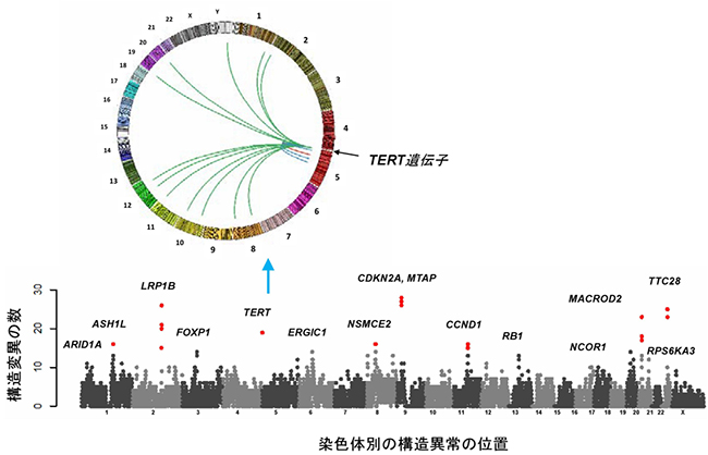 肝臓がん、ゲノム異常で６タイプに分類 異なる生存率