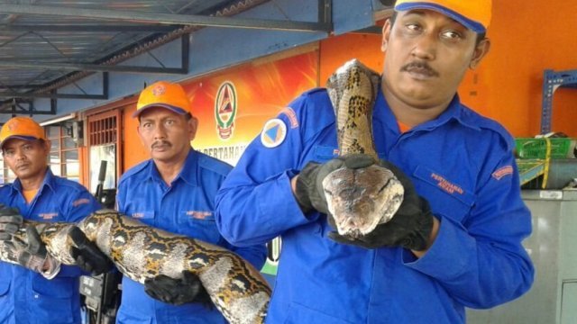 体長7.5メートル、世界最大級のヘビ死ぬ マレーシア