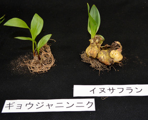 有毒植物で食中毒、半数は身近な場所で採取 家の庭や畑
