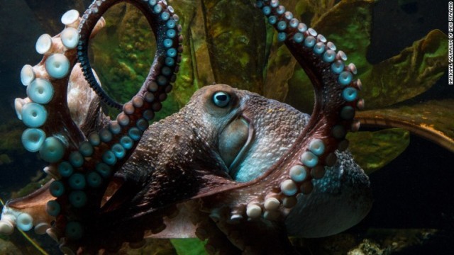 水族館のタコが脱走、自力で海へ戻る ニュージーランド