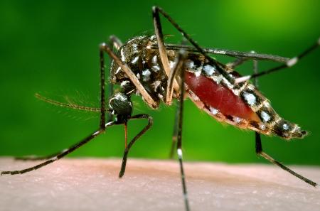 妊婦のジカ熱感染、子どもの小頭症の原因 米機関が断定